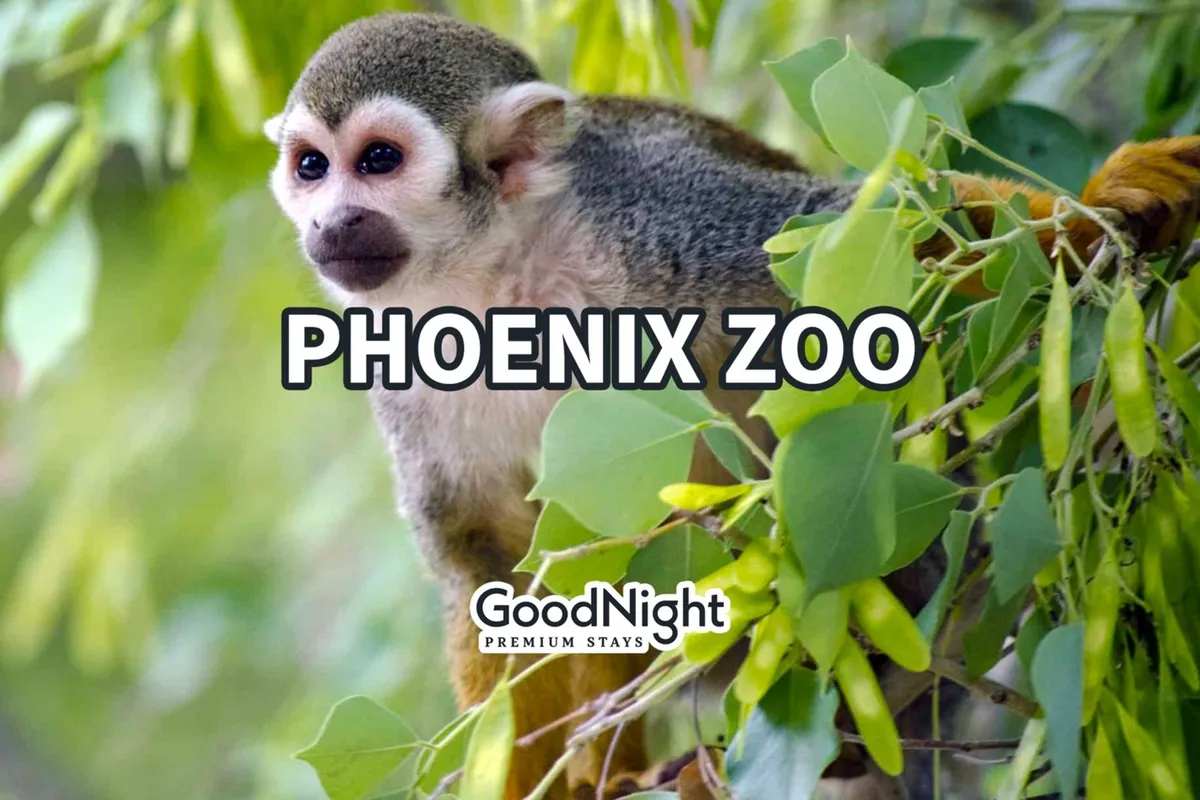 A cheerful scene featuring a squirrel monkey amidst lush green foliage, representing the Phoenix Zoo’s engaging wildlife exhibits. The visual includes a playful mood and evokes curiosity, perfect for families exploring local attractions.